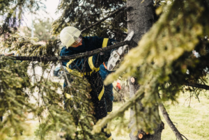 arborist