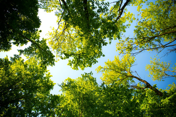 trees